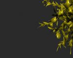 yellowfern3-24.jpg